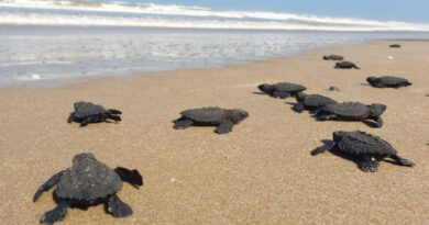 PROTEGE COMISIÓN DE PARQUES Y BIODIVERSIDAD MÁS DE 30 MIL HUEVOS DE TORTUGA LORA