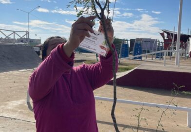 REFORESTAN PLAZA DE LOS OLIVOS 2 COMO PARTE DEL PROGRAMA ARBOLEANDO NLD